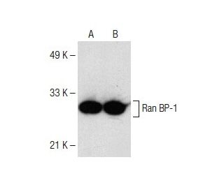 Ran BP-1 Antibody (D-8): sc-374352