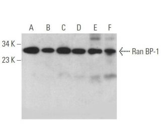 western blotting image from recommended Ran BP-1 (E-9) monoclonal antibody replacement. Image 358906
