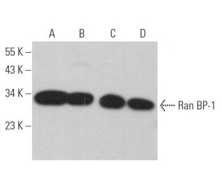 Ran BP-1 Antibody (D-8) - Western Blotting - Image 364120