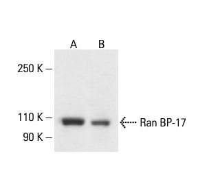 Ran BP-17 Antibody (B-1) - Western Blotting - Image 411077