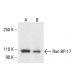Ran BP-17 Antibody (B-1) - Western Blotting - Image 411077