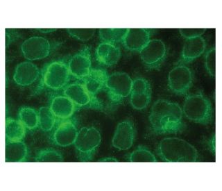 immunofluorescence image from recommended Ran BP-2 (D-4) monoclonal antibody replacement. Image 131801