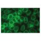 immunofluorescence image from recommended Ran BP-2 (D-4) monoclonal antibody replacement. Image 131801