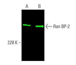 Ran BP-2 Antibody (D-4) - Western Blotting - Image 384906