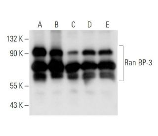 Ran BP-3 Antibody (52) - Western Blotting - Image 63293 