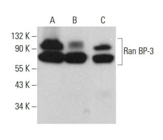 Ran BP-3 Antibody (D-2) - Western Blotting - Image 382766 