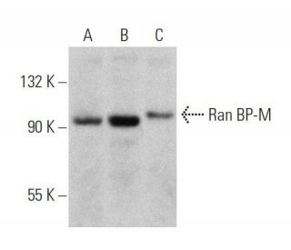 Ran BP-M Antibody (A-5) - Western Blotting - Image 358575 