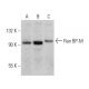 Ran BP-M Antibody (A-5) - Western Blotting - Image 358575 
