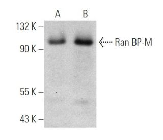 Ran BP-M Antibody (F-1) - Western Blotting - Image 363230 