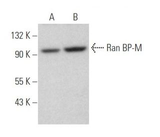 Ran BP-M Antibody (F-1) - Western Blotting - Image 371517 