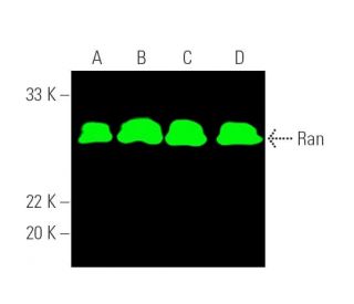 Ran Antibody (A-7) - Western Blotting - Image 389724