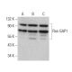 western blotting image from recommended Ran GAP1 (C-5) monoclonal antibody replacement. Image 381354