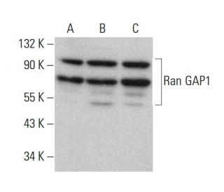 western blotting image from recommended Ran GAP1 (C-5) monoclonal antibody replacement. Image 381354