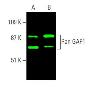 Ran GAP1 Antibody (C-5) - Western Blotting - Image 385849