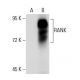 RANK Antibody (64C1385.1) - Western Blotting - Image 53046