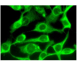 RANK Antibody (B-8) - Immunofluorescence - Image 295298 