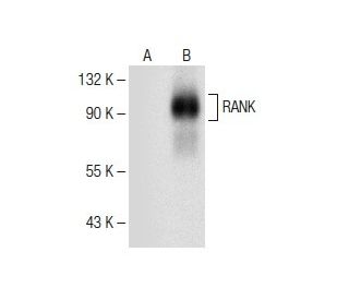 western blotting image from recommended RANK (H-7) monoclonal antibody replacement. Image 150173