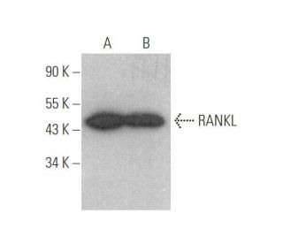 western blotting image from recommended RANKL (G-1) monoclonal antibody replacement. Image 352415