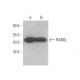western blotting image from recommended RANKL (G-1) monoclonal antibody replacement. Image 352415