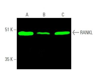 RANKL Antibody (G-1) - Western Blotting - Image 375658 