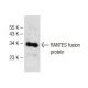 RANTES Antibody (C-12) - Western Blotting - Image 147715