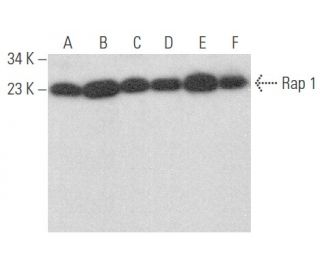 western blotting image from recommended Rap 1 (E-6) monoclonal antibody replacement. Image 354078