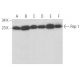 western blotting image from recommended Rap 1 (E-6) monoclonal antibody replacement. Image 354078