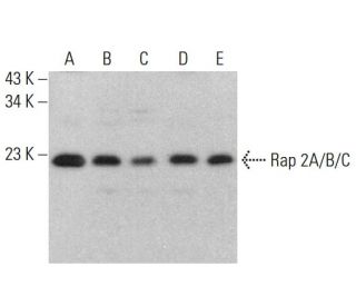 western blotting image from recommended Rap 2A/B/C (C-2) monoclonal antibody replacement. Image 383769