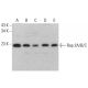 western blotting image from recommended Rap 2A/B/C (C-2) monoclonal antibody replacement. Image 383769
