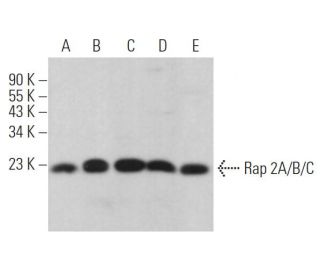 Rap 2A/B/C Antibody (C-2) - Western Blotting - Image 371082 