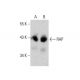 RAP Antibody (E-7) - Western Blotting - Image 386895