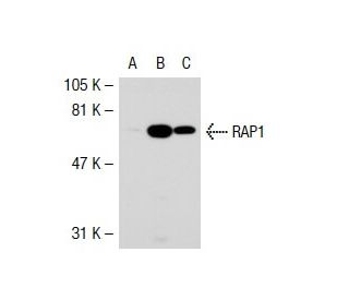 RAP1 Antibody (5G7) - Western Blotting - Image 39218 