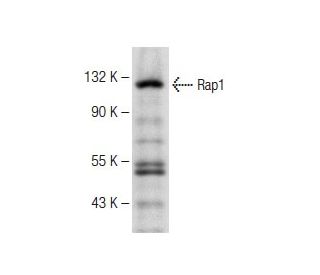 Rap1 Antibody (E-11) - Western Blotting - Image 147966