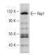 Rap1 Antibody (E-11) - Western Blotting - Image 147966