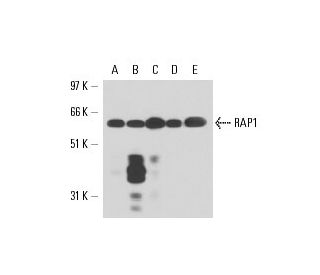 western blotting image from recommended RAP1 (4C8/1) monoclonal antibody replacement. Image 17401