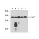 western blotting image from recommended RAP1 (4C8/1) monoclonal antibody replacement. Image 17401