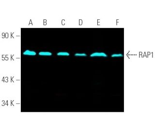 RAP1 Antibody (4C8/1) - Western Blotting - Image 390753