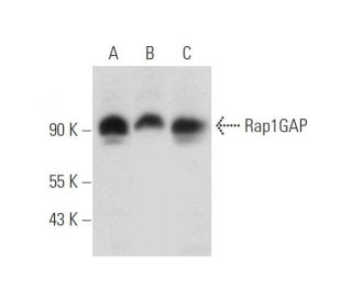 Rap1GAP Antibody (E-12) - Western Blotting - Image 319974 