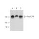 Rap1GAP Antibody (E-12) - Western Blotting - Image 319974 