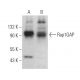 Rap1GAP Antibody (E-12) - Western Blotting - Image 374954 