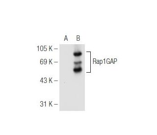 Rap1GAP Antibody (F-5) - Western Blotting - Image 93721