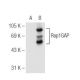 Rap1GAP Antibody (F-5) - Western Blotting - Image 93721