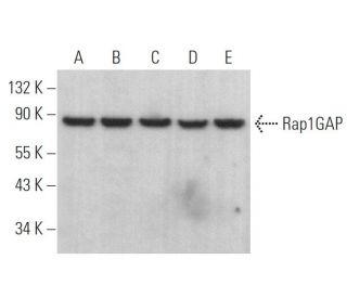 Rap1GAP Antibody (G-1) - Western Blotting - Image 374955 