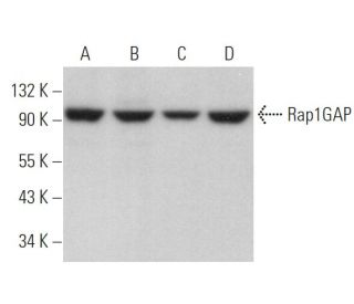western blotting image from recommended Rap1GAP (D-9) monoclonal antibody replacement. Image 372966