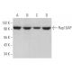 western blotting image from recommended Rap1GAP (D-9) monoclonal antibody replacement. Image 372966