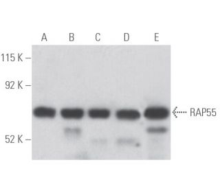 RAP55 Antibody (C-5) - Western Blotting - Image 398051 