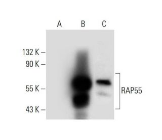 RAP55 Antibody (G-5) - Western Blotting - Image 306598 