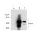 RAP55 Antibody (G-5) - Western Blotting - Image 306598 