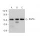 RAP55 Antibody (G-5) - Western Blotting - Image 367619 