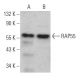 RAP55 Antibody (G-5) - Western Blotting - Image 367631